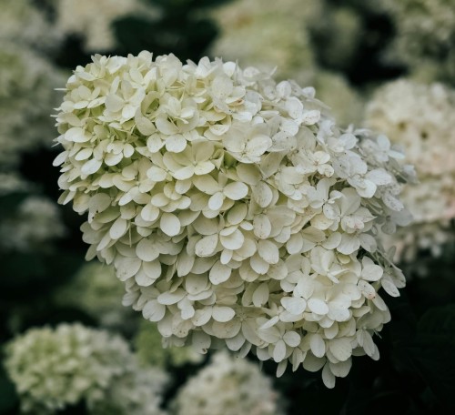 hortensja-bukietowa-phantom-hydrangea-paniculata-duze-kremowe-wiechy-wysoka-roslina-sadzonka-sadzonki-zielona-para-zielonapara