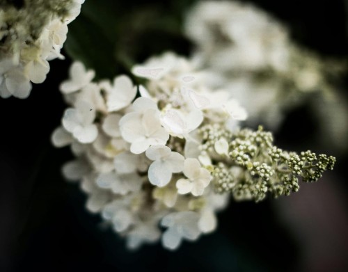 hortensja-bukietowa-kyushu-hydrangea-paniculata-biale-stozkowate-kwiatostany-wysoka-200-300cm-sadzonka-sadzonki-zielona-para-zielonapara