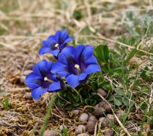 goryczka-ogrodowa-gentiana-sp-niebieskie-kwiaty-niska-bylina-10-30cm-sadzonka-sadzonki-zielona-para-zielonapara