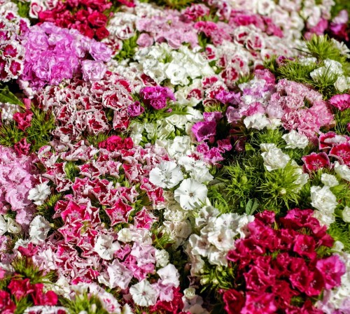 gozdzik-pierzasty-dianthus-plumarius-rozowe-pachnace-kwiaty-niska-bylina-20-30cm-sadzonka-sadzonki-zielona-para-zielonapara