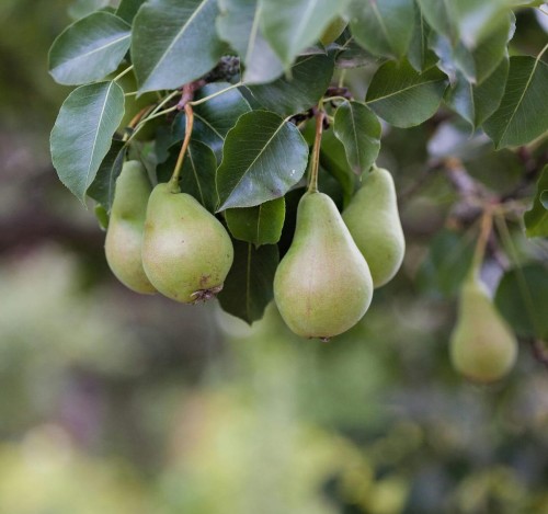 grusza-lukasowka-pyrus-communis-duze-soczyste-slodkie-owoce-jesienna-odmiana-sadzonka-sadzonki-zielona-para-zielonapara