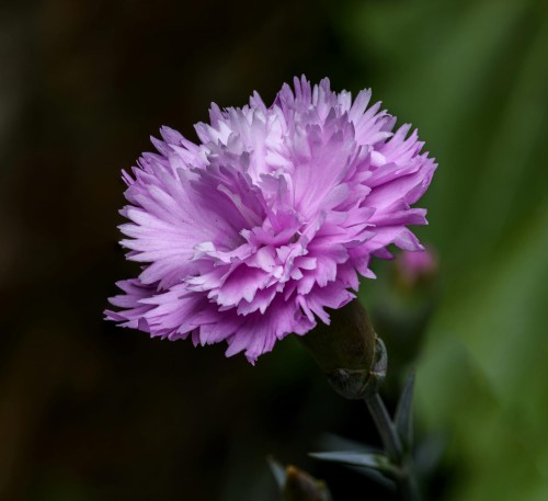 gozdzik-pierzasty-dinetta-pink-dianthus-plumarius-rozowe-pachnace-kwiaty-niska-bylina-20-30cm-sadzonka-sadzonki-zielona-para-zielonapara