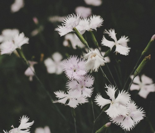 gozdzik-kropkowany-albus-dianthus-deltoides-biale-kwiaty-niska-bylina-15-25cm-sadzonka-sadzonki-zielona-para-zielonapara