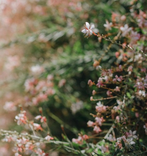 Gaura Lindheimera Whirling Butteflies