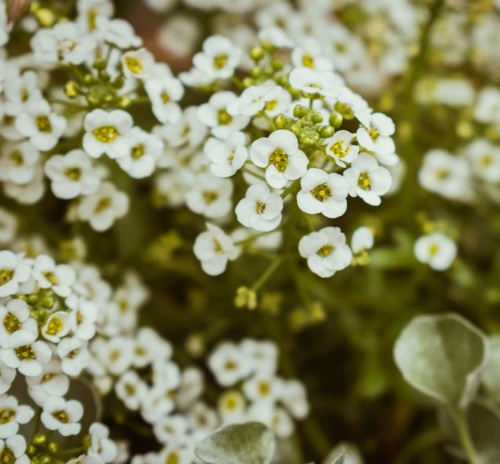 gipsowka-wiechowata-schneeflocke-gypsophila-paniculata-biale-kwiaty-bylina-80-100cm-sadzonka-sadzonki-zielona-para-zielonapara
