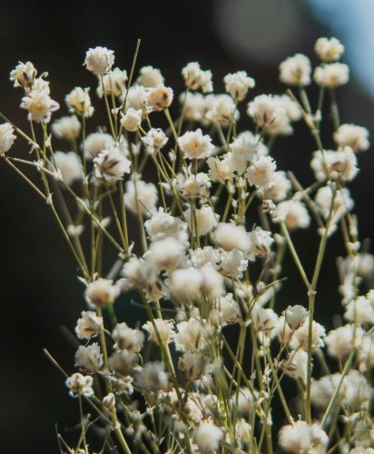 gipsowka-wiechowata-schneeflocke-gypsophila-paniculata-biale-kwiaty-bylina-80-100cm-sadzonka-sadzonki-zielona-para-zielonapara