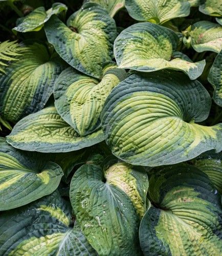 funkia-hosta-great-expectations-zielonapara-sadzonka-duza-zdrowa-duze-pstre-liscie