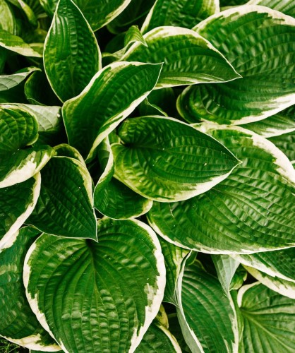 Funkia Hosta Wide Brim 