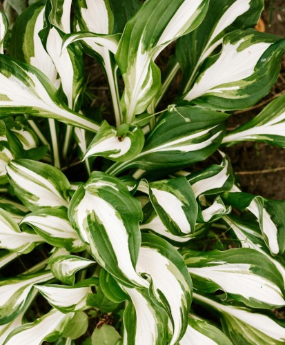 Funkia Hosta Fire Works