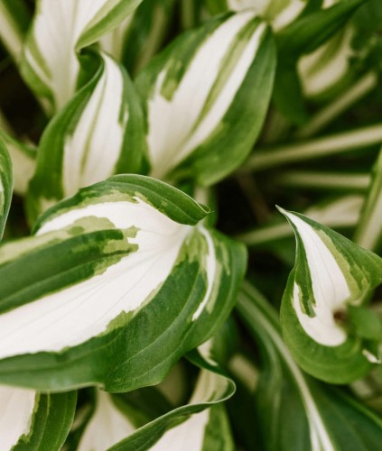 funkia-hosta-pandoras-box-hosta-miniaturowa-zielone-liscie-kremowy-srodek-sadzonka-sadzonki-zielona-para-zielonapara
