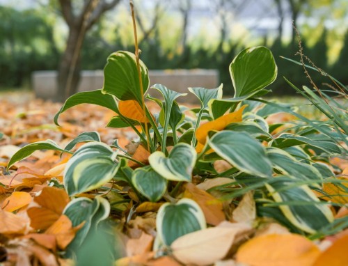 funkia-hosta-queen-josephine-hosta-zielone-liscie-zolty-srodek-bylina-cieniolubna-sadzonka-sadzonki-zielona-para-zielonapara
