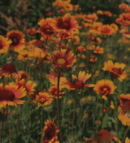 gailardia-kobold-gaillardia-aristata-czerwono-zolte-kwiaty-bylina-30-40cm-sadzonka-sadzonki-zielona-para-zielonapara
