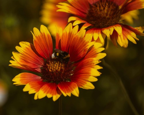 Gailardia Gaupa Tango Bicolour