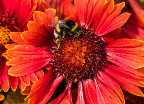 gailardia-mesa-red-gaillardia-aristata-czerwone-kwiaty-dlugo-kwitnaca-bylina-30-40cm-sadzonka-sadzonki-zielona-para-zielonapara