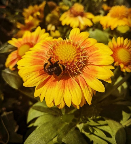 gailardia-mesa-peach-gaillardia-aristata-brzoskwiniowe-kwiaty-dlugo-kwitnaca-bylina-30-40cm-sadzonka-sadzonki-zielona-para-zielonapara