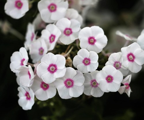 floks-szydlasty-amazing-grace-phlox-subulata-biale-kwiaty-niska-bylina-okrywowa-sadzonka-sadzonki-zielona-para-zielonapara