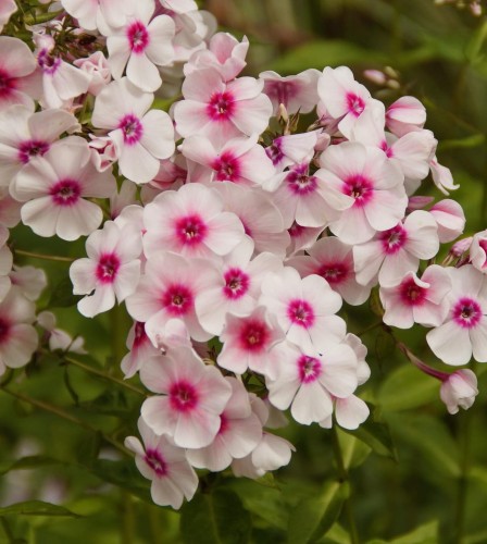 Floks Goldmine Flame White Eye 