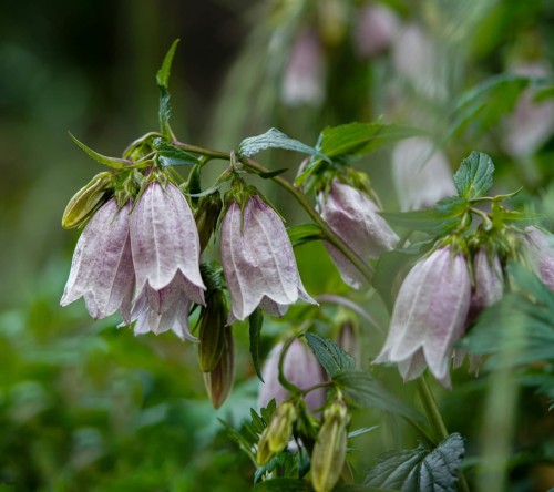 dzwonek-iridescent-bells-campanula-punctata-rozowo-fioletowe-dzwonkowate-kwiaty-bylina-40-60cm-sadzonka-sadzonki-zielona-para-zielonapara