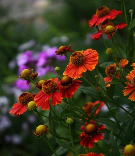 dzielzan-poncho-helenium-hybridum-zolto-czerwone-kwiaty-dlugo-kwitnaca-bylina-40-50cm-sadzonka-sadzonki-zielona-para-zielonapara