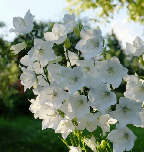 dzwonek-karpacki-avida-white-campanula-carpatica-biale-kwiaty-niska-bylina-20-30cm-sadzonka-sadzonki-zielona-para-zielonapara