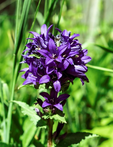 dzwonek-skupiony-dahurica-campanula-glomerata-fioletowe-kwiaty-kepowa-bylina-30-50cm-sadzonka-sadzonki-zielona-para-zielonapara