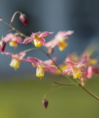 Epimedium czerwone 