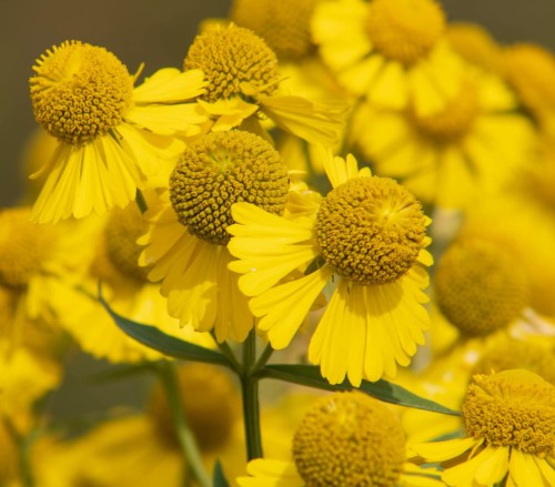 dzielzan-mariachi-sombrero-helenium-hybridum-zolto-czerwone-kwiaty-dlugo-kwitnaca-bylina-40-50cm-sadzonka-sadzonki-zielona-para-zielonapara