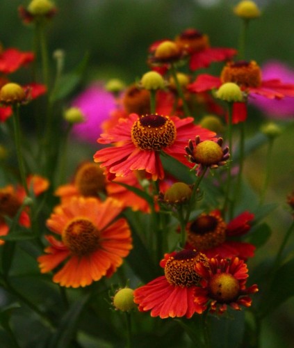 dzielzan-moerheim-beauty-helenium-autumnale-czerwono-brazowe-kwiaty-dlugo-kwitnaca-bylina-80-100cm-sadzonka-sadzonki-zielona-para-zielonapara