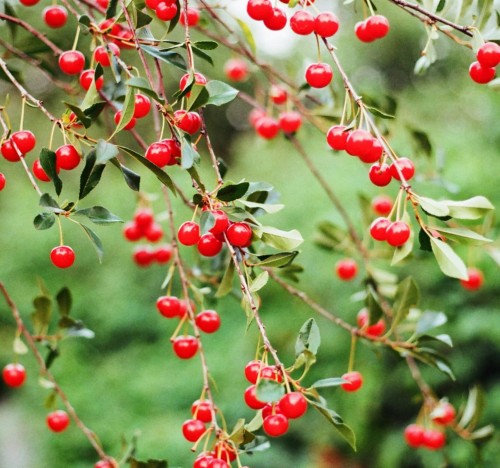 wisnia-pilkowana-hortensja-prunus-serrulata-pelne-rozowe-kwiaty-drzewo-ozdobne-sadzonka-sadzonki-zielona-para-zielonapara