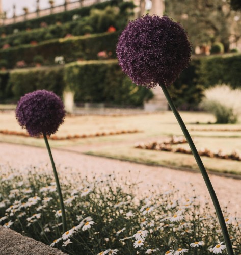 czosnek-ozdobny-olbrzymi-gladiator-allium-giganteum-gladiator-fioletowe-kule-sadzonka-sadzonki-wszystko-dla-ogrodu