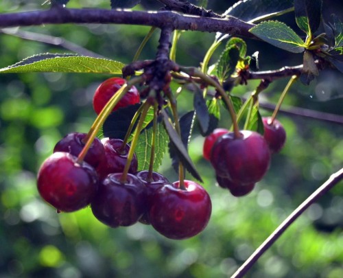 czereśnia-prunus-avium-ukrainska-kopana-z-gruntu-zielonapara-sadzonka-duza-zdrowa-slodkie-owoce