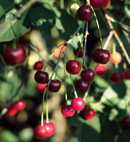 czereśnia-prunus-avium-rivan-kopana-z-gruntu-zielonapara-sadzonka-duza-zdrowa-wczesne-slodkie-owoce