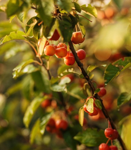 czereśnia-prunus-avium-butnera-czerwona-kopana-z-gruntu-zielonapara-sadzonka-duza-zdrowa-slodkie-czerwone-owoce