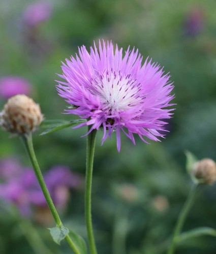 chaber-bialawy-centaurea-dealbata-zielonapara-sadzonka-duza-zdrowa-rozowe-kwiaty