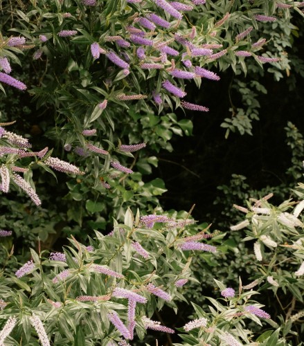 Budleja Dawida Wisteria Lane