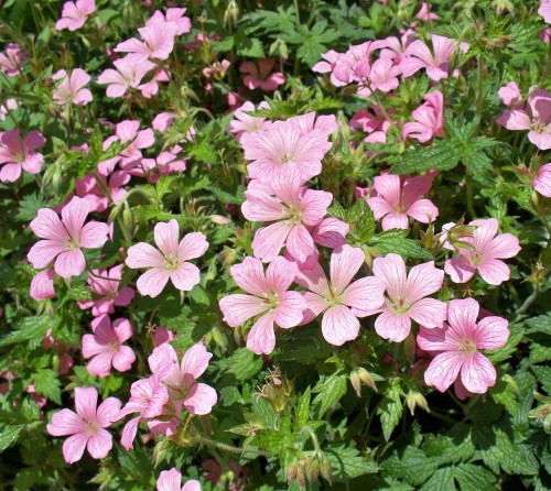 bodziszek-kantabryjski-geranium-cantabrigiense-karmina-zielonapara-sadzonka-duza-zdrowa-rozowe-kwiaty