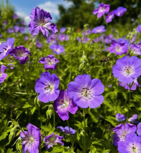 bodziszek-czerwony-geranium-sanguineum-baby-blue-zielonapara-sadzonka-duza-zdrowa-niebiesko-fioletowe-kwiaty