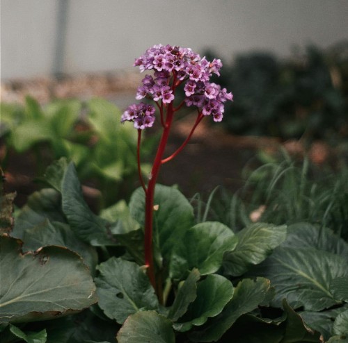 bergenia-sercolistna-baby-doll-bergenia-cordifolia-rozowe-kwiaty-niska-bylina-zimozielona-sadzonka-sadzonki-zielona-para-zielonapara