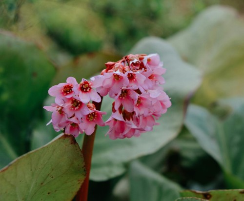 bergenia-sercolistna-bergenia-cordifolia-rotblum-zielonapara-sadzonka-duza-zdrowa-czerwone-kwiaty