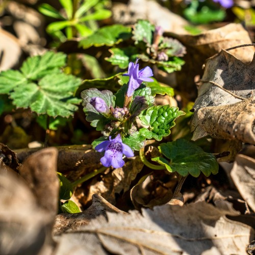 bluszczyk-kurdybanek-glechoma-hederacea-zielonapara-sadzonka-duza-zdrowa-fioletowe-kwiaty