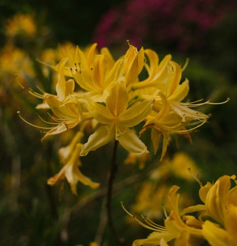 Azalia wielkokwiatowa Yellow Pom-pom