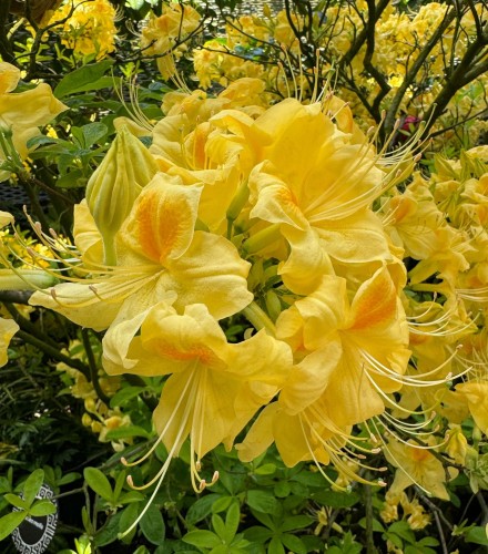 azalia-wielkokwiatowa-rhododendron-luteum-anneke-zielonapara-sadzonka-duza-zdrowa-zolte-kwiaty