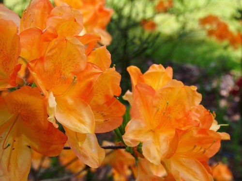 Azalia Wielkokwiatowa Gibraltar