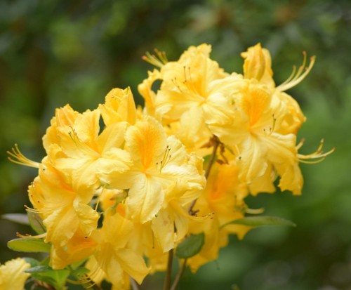 Azalia wielkokwiatowa Limetta 