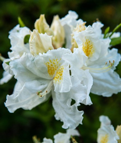 azalia-Azalea-Azalea-zielonapara-zielona-para-sadzonka-0673.jpg