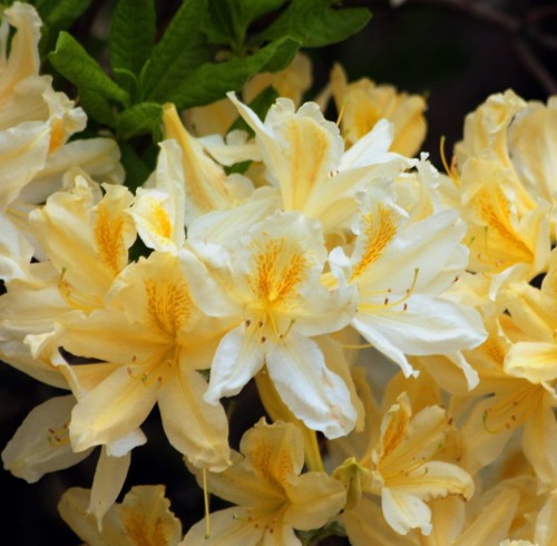 Azalia wielkokwiatowa Oxydol