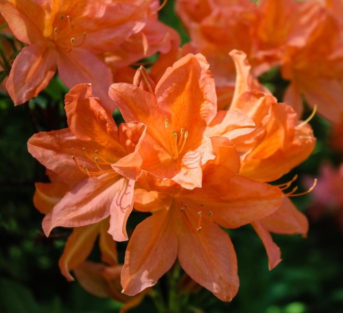 Azalia japońska Orange Beauty