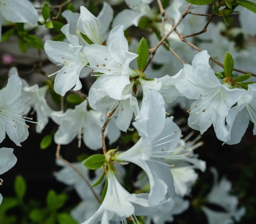 Azalia japońska Pleasant White
