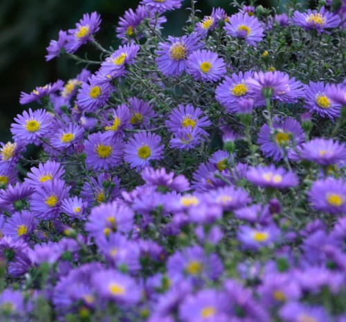 aster-krzaczasty-aster-dumosus-guliver-zielonapara-sadzonka-duza-zdrowa-fioletowe-kwiaty