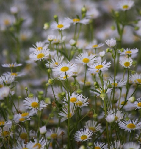aster-krzaczasty-aster-dumosus-starshine-zielonapara-sadzonka-duza-zdrowa-rozowe-kwiaty